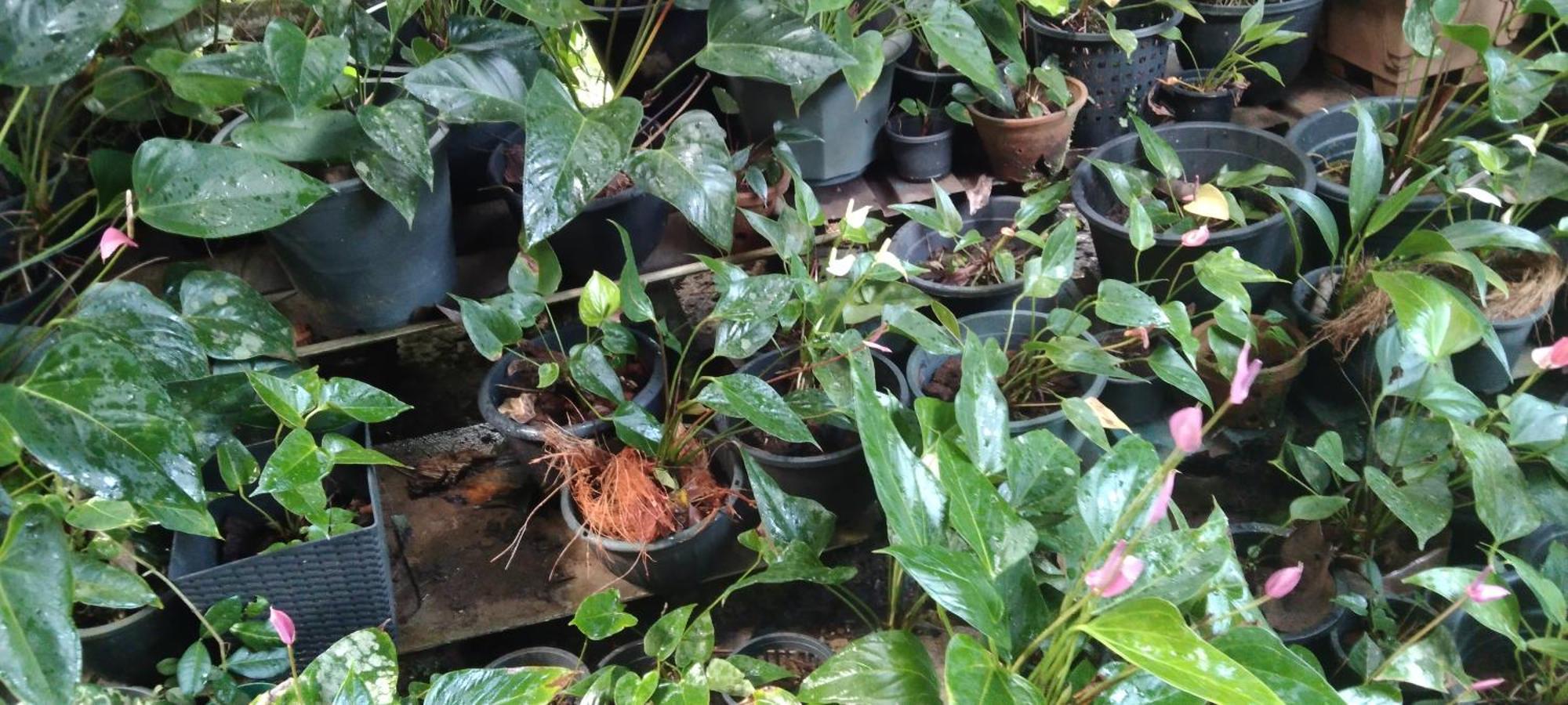 Kanneliya Eco Garden Hotel Koralegama Екстер'єр фото